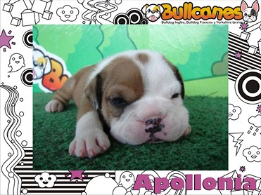 The Most Beautiful Puppies BULLCANES Bulldog