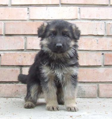 German shepherds for sale
