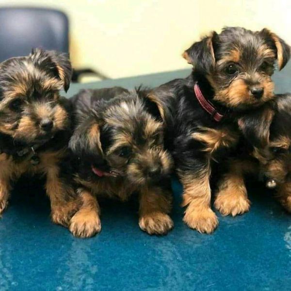 Yorkie and poodle Puppies for adoption