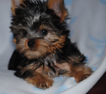 Lovely Teacup Yorkie Puppies Text : 6122134633