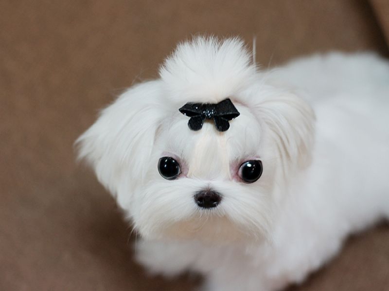 Champion Tea Cup Maltese Male and Female for SALE