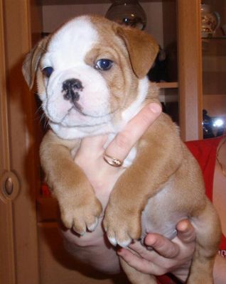 Chaming Bulldog Puppy For Sale 