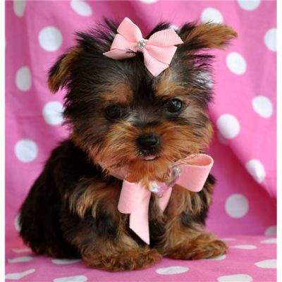 lovely yorkie puppies available to a carimg Homes