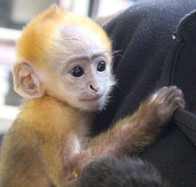 Baby Capuchin  Monkeys For Adoption (302) 585-3945
