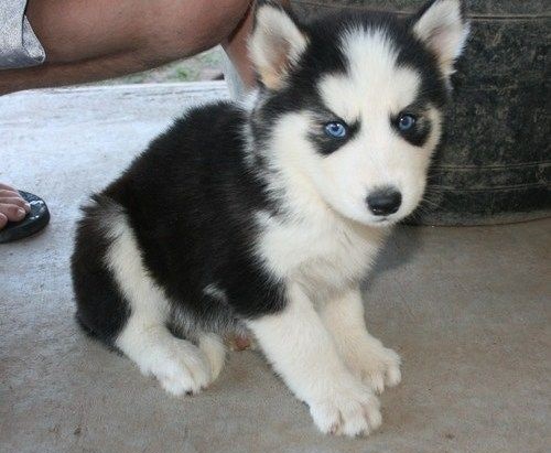 Straight up Blue Eyes Siberian Husky Puppies