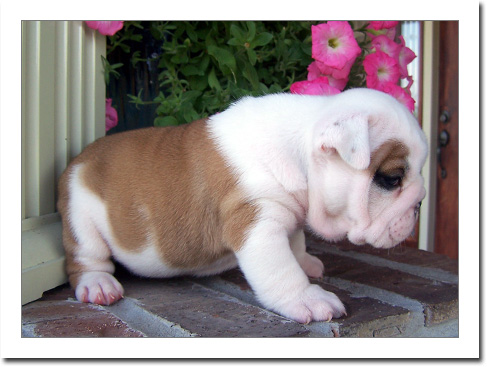 AKC english bulldog puppies available.