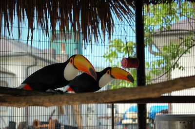 Pair Toco toucan Birds for sale