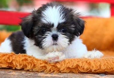 Shih tzu for sale