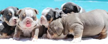  Adorable English Bulldog Puppies for sale