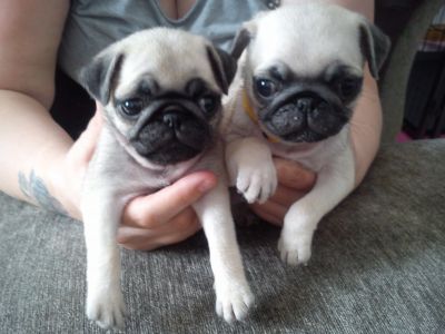 Male and a female pug puppies