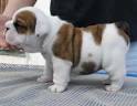 lovely English bull puppy for adoption 