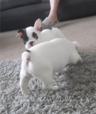 French Bulldog Puppy- 14 Weeks Old