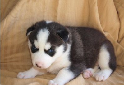 cute siberian husky puppies for adoption