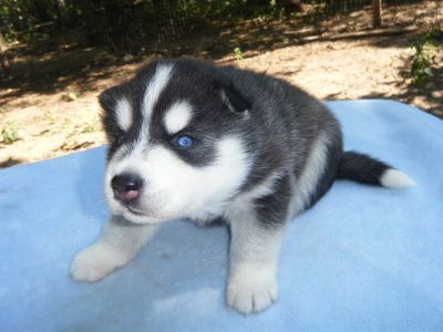 Excellent Home Raised Siberian Husky Puppies For Sale
