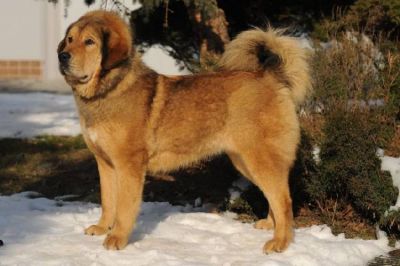 Tibetan Mastiff, Do-Khyi