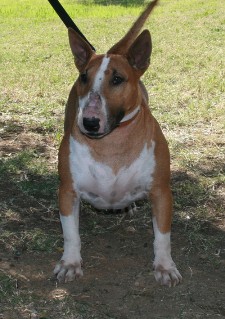 Magnificent Multi color Miniature bull terrier puppies great pedigre.