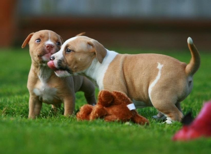 Pitbull puppies for sale 