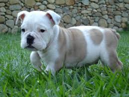 ajaj  Bulldog puppies for sale