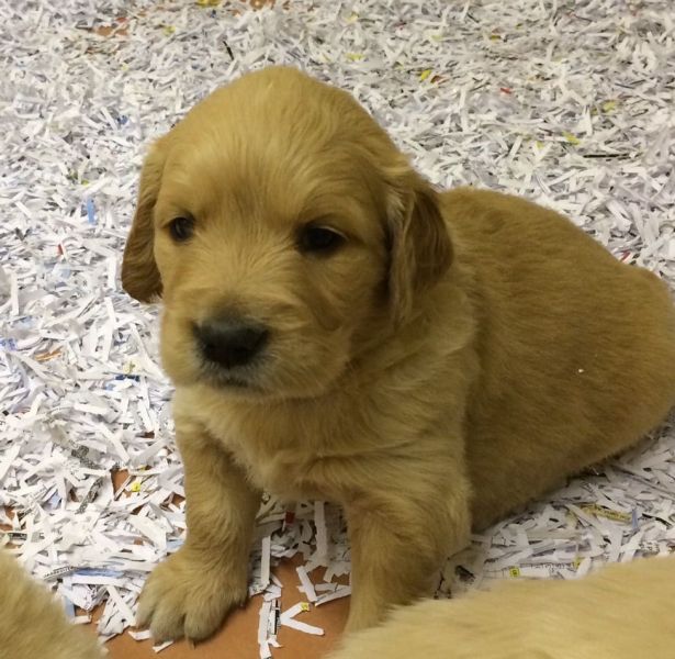  300$Beautiful Golden Retriever For Sale. (304) 249-8561