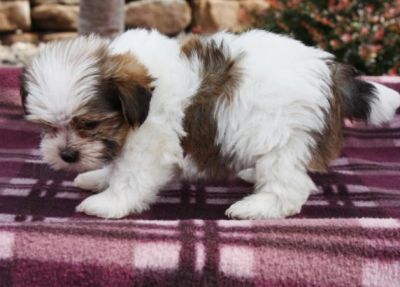 Biewer Shorkies Puppies for Sale