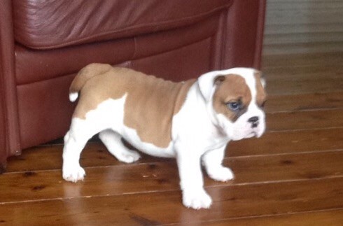 Amazing Pure Breed English Bulldogs