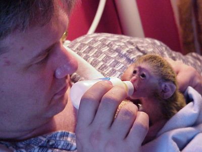 Lovely and adorable capuchin monkeys for adoption  and other pets also available.