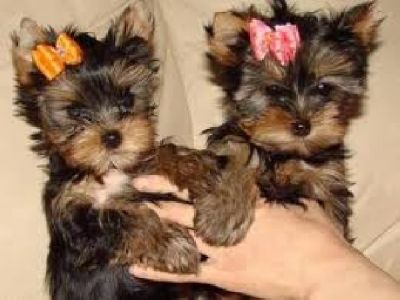 Adorable Teacup Yorkie Puppies For Adoption