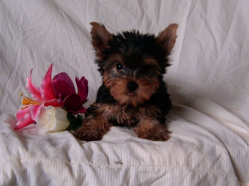 Cute yorkie puppies for adoption text 901-618-0359