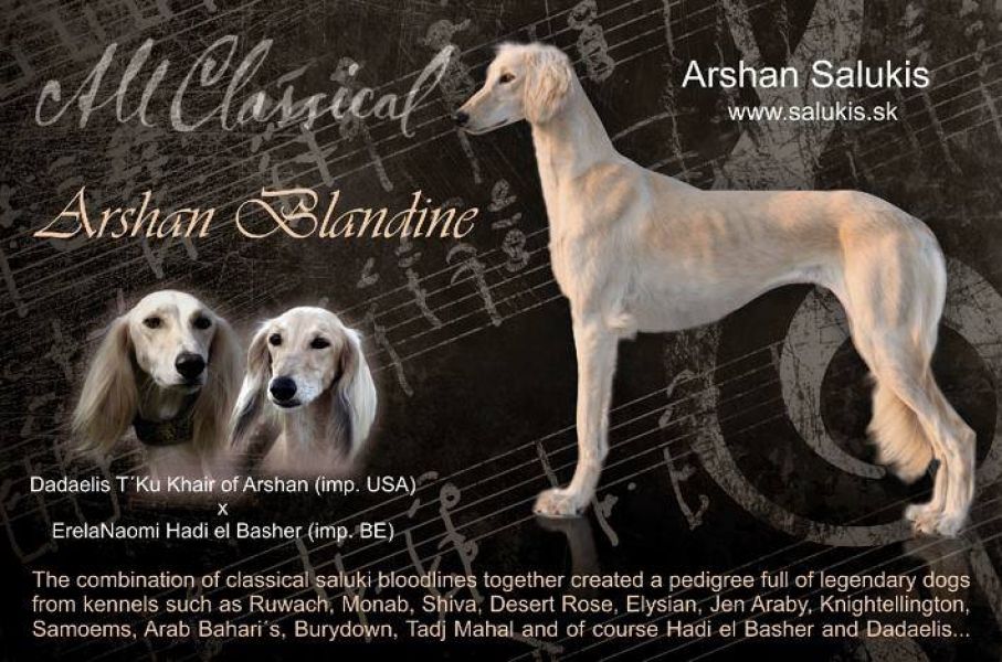 Saluki puppies kennel Devon Exe