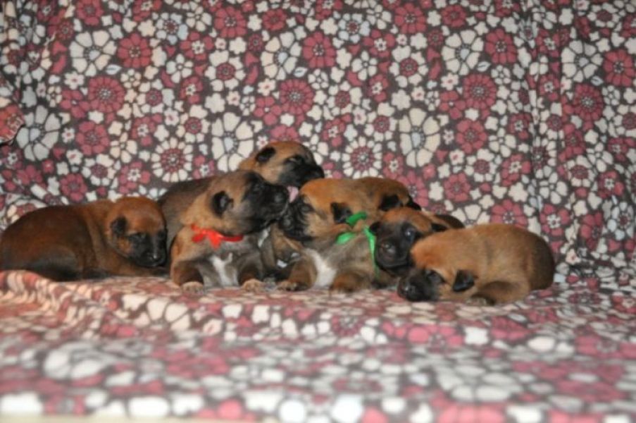 Belgian Shepherd Malinois