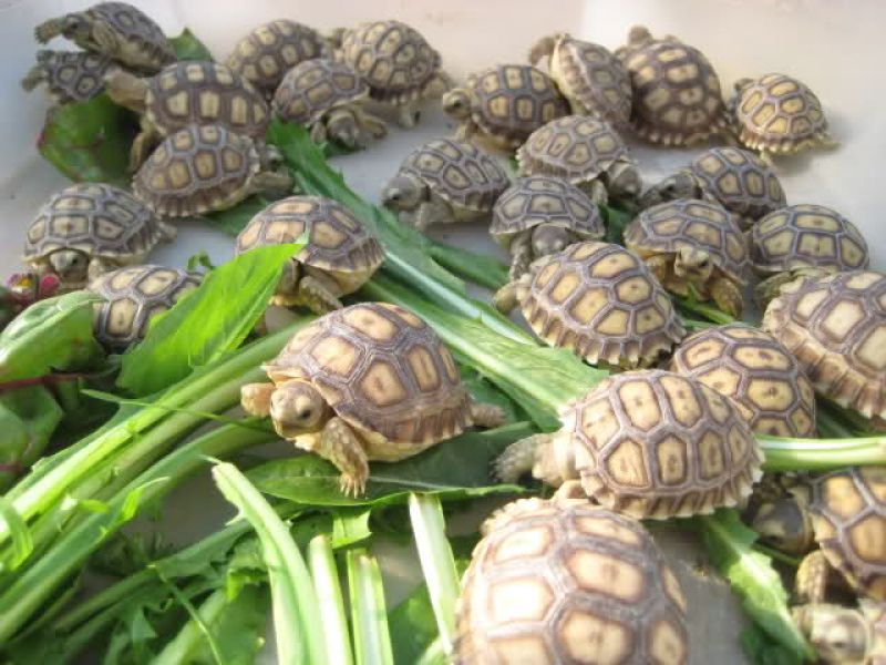 Tortoises