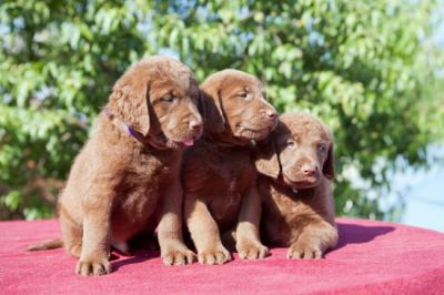 Chesapeake Bay Retriever with pedigree - health, quality