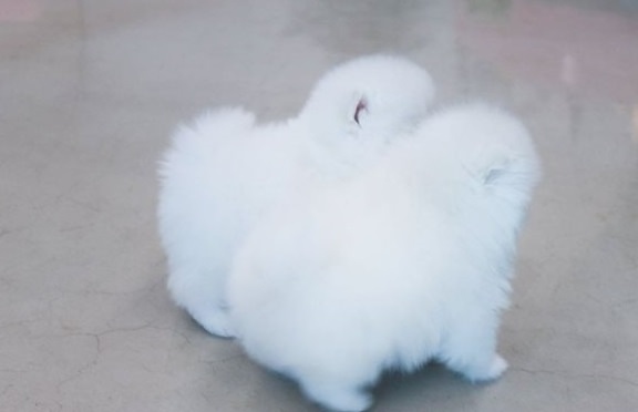 Beautiful Teacup Pomeranian puppies available