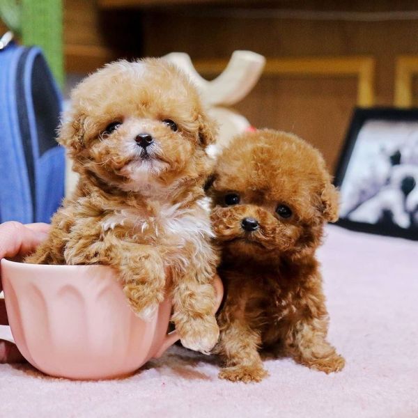 Sweet Toy Poodle puppies for adoption