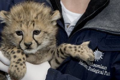 GOOD CHEETAHS AND TIGER BABIES WITH VIDEO FOR A GOOD HOME