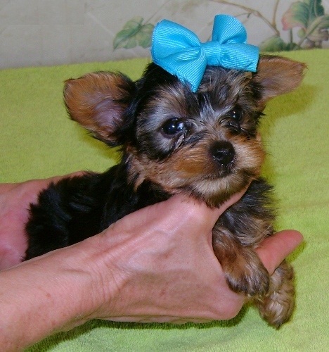 Teacup Yorkshire Terrier Puppies