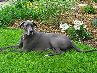 Great Dane puppies for sale