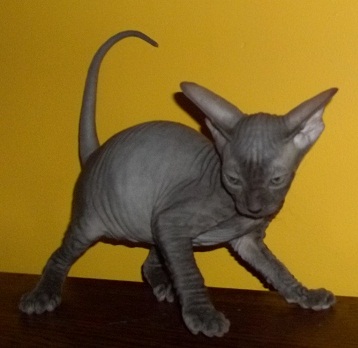 HAIRLESS Don Spyhnx and Peterbald KITTENS