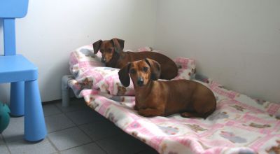 Boarding & Grooming DOGS and CATS in the West Island of Montreal