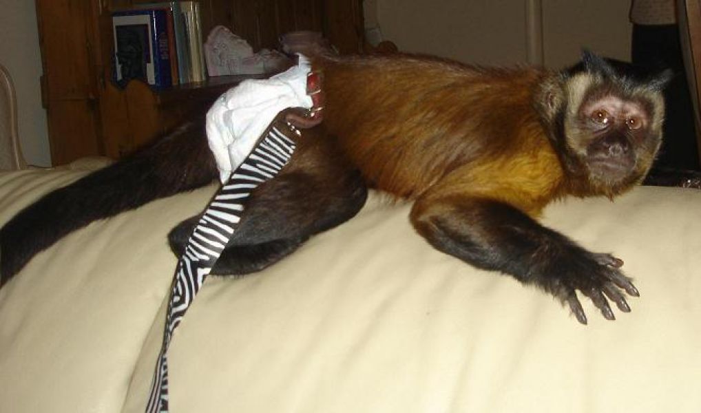 We have cute baby Capuchin monkeys for sale.