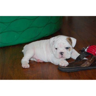 TWO WHITE ENGLISH BULLDOG PUPPIES TEXT US AT (701) 203-1886