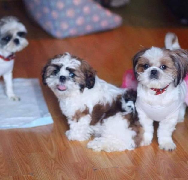 Shitzu puppies ready to go