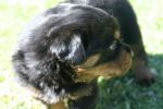 Beautiful soft male and female rottweilers for adoption