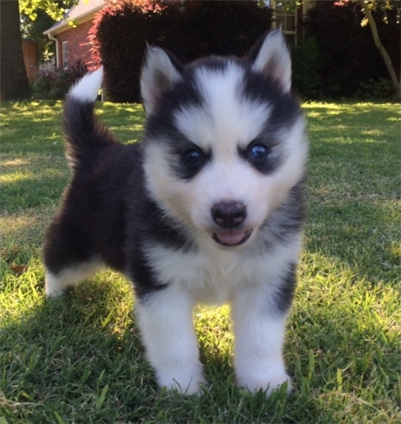 Blue Eyes Siberian Husky Puppies 