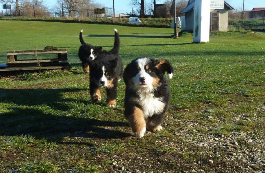Bernese Mountain Dog FCI puppies