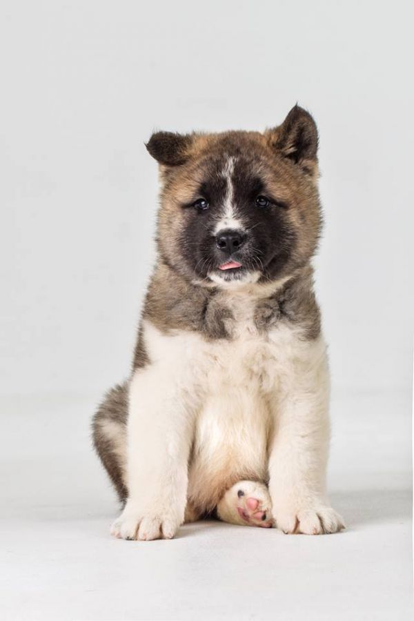 American Akita (FCI)