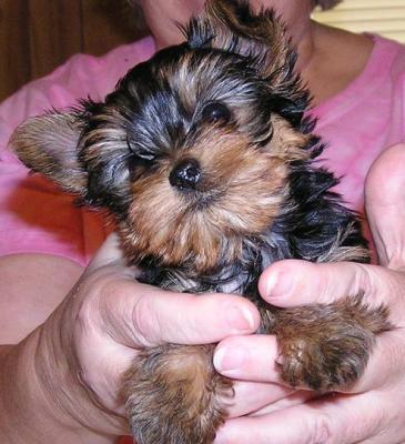 Quality Yorkshire Terrier puppies