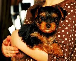 Male and Female Yorkie Puppies For Sale