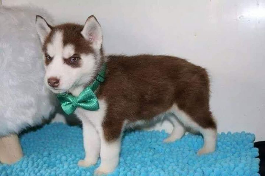 Siberian husky