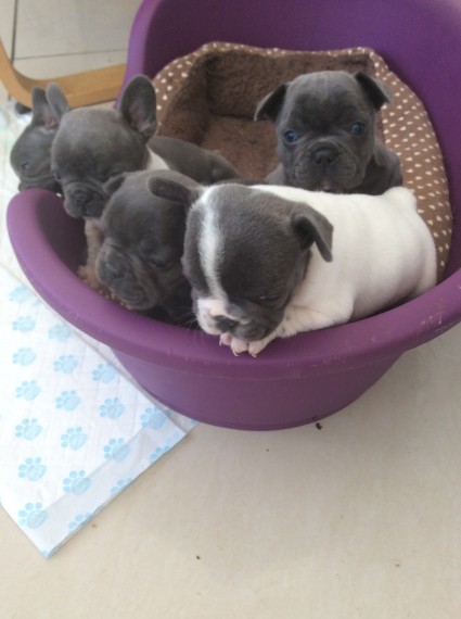 Beautiful French Bulldog AKC Registered